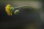 Crepis setosa Haller f.