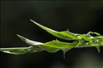 Crepis setosa Haller f.