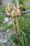 Orobanche teucrii Holandre