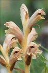 Orobanche teucrii Holandre
