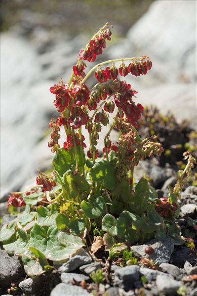 Oxyria digyna (L.) Hill