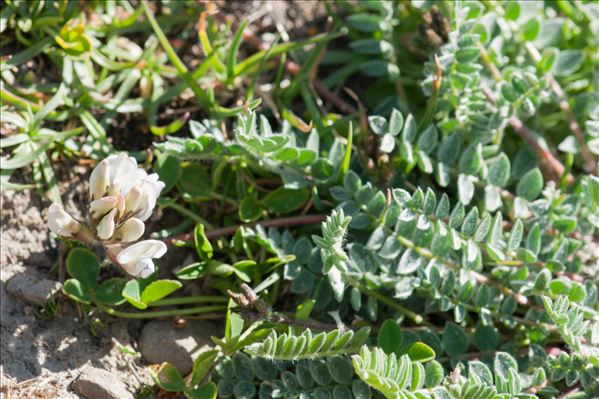 Oxytropis fetida (Vill.) DC.