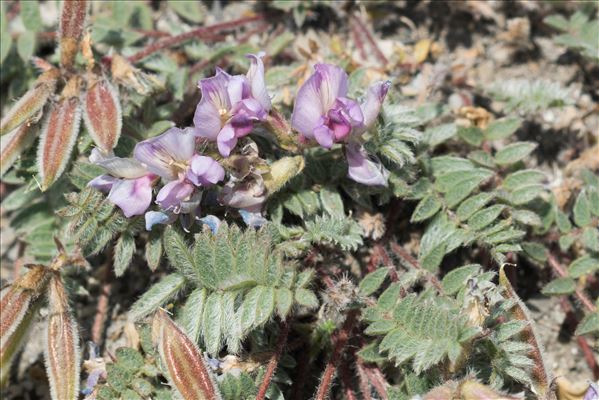 Oxytropis helvetica Scheele