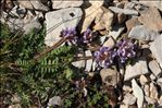 Oxytropis helvetica Scheele