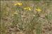 Crepis vesicaria subsp. taraxacifolia (Thuill.) Thell.
