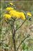 Crepis vesicaria subsp. taraxacifolia (Thuill.) Thell.