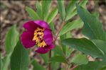 Paeonia mascula (L.) Mill. subsp. mascula