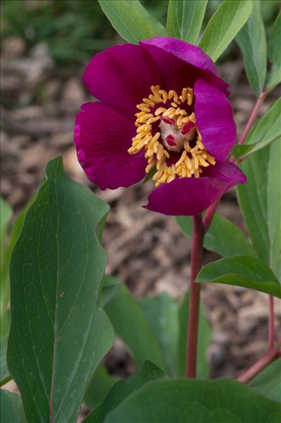 Paeonia mascula (L.) Mill.