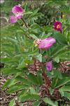 Paeonia mascula (L.) Mill. subsp. mascula