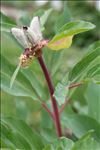 Paeonia mascula (L.) Mill.