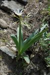 Pancratium illyricum L.