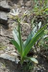 Pancratium illyricum L.