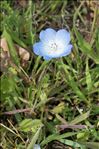 Nemophila menziezii Hook. & Arn.