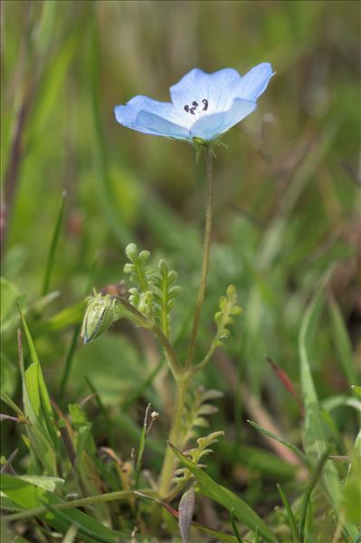 Nemophila menziezii Hook. & Arn.