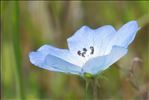 Nemophila menziezii Hook. & Arn.