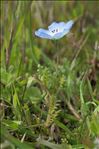 Nemophila menziezii Hook. & Arn.