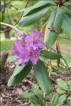 Rhododendron ponticum L.