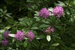 Rhododendron ponticum L.