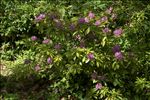 Rhododendron ponticum subsp. baeticum (Boiss. & Reut.) Hand.-Mazz.