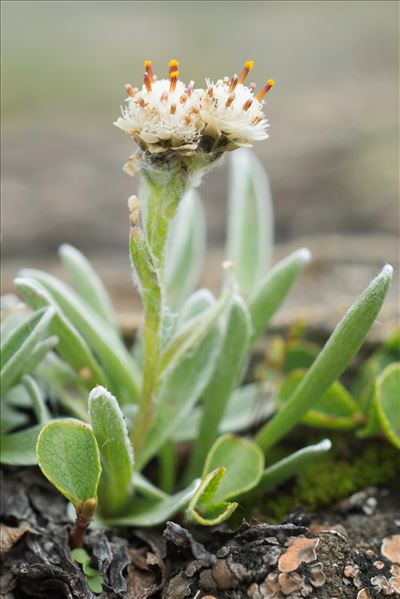 Antennaria carpatica subsp. helvetica (Chrtek & Pouzar) Chrtek & Pouzar