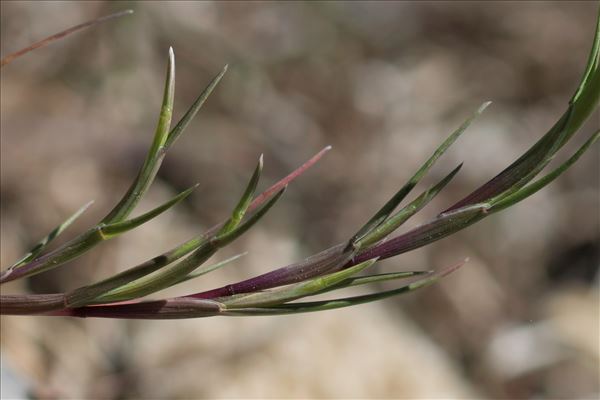 Parapholis incurva (L.) C.E.Hubb.