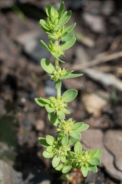 Paronychia echinulata Chater