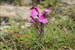 Pedicularis kerneri Dalla Torre