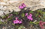 Pedicularis kerneri Dalla Torre