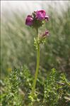 Pedicularis pyrenaica J.Gay