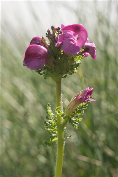 Pedicularis pyrenaica J.Gay