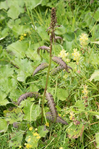 Pedicularis recutita L.
