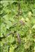 Pedicularis recutita L.