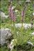 Pedicularis rostratospicata subsp. helvetica (Steininger) O.Schwarz