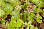 Petasites pyrenaicus (L.) G.López