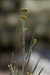 Phagnalon sordidum (L.) Rchb.