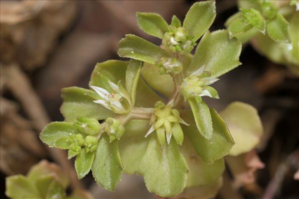 Phedimus stellatus (L.) Raf.