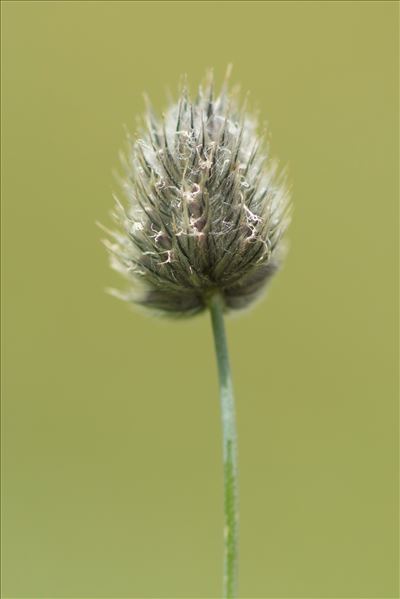 Phleum alpinum L.