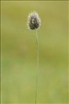 Phleum alpinum L.