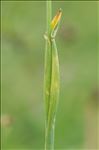 Phleum alpinum L.