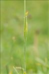 Phleum alpinum L.