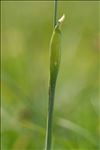 Phleum alpinum L.