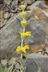 Phlomis lychnitis L.