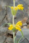 Phlomis lychnitis L.