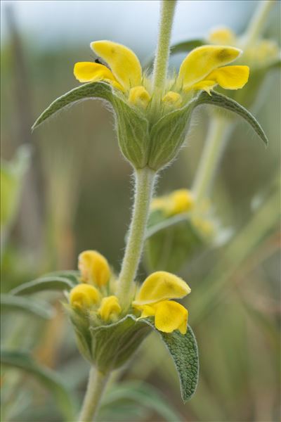 Phlomis lychnitis L.