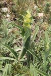 Phlomis lychnitis L.