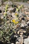 Phlomis lychnitis L.