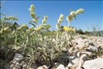 Phlomis lychnitis L.