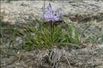 Phyteuma hemisphaericum L.