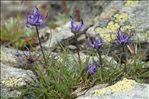 Phyteuma hemisphaericum L.