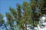 Pinus cembra L.
